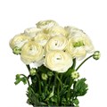 Ранункулус-Ranunculus-Cloni Commedia Super-45cm-DA 67401279-b5e7-11ed-0a80-0936004b317d