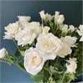 Роза куст-Rosa sp-Jeanine-50cm--Si 6745b0bd-43c8-11ed-0a80-0d1b000b5834