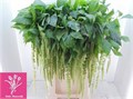 Амарант-Amaranthus-Ca Green Cord-75cm 67496552-0a0d-11ee-0a80-0c7e0088be69