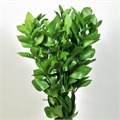 Рускус-Ruscus-60cm-FY 674971ab-bfa6-11ec-0a80-0b4c0008c569