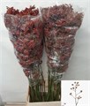 Анигозантус-Anigozanthos-Bush Endeavou-120cm 674f1679-0a0d-11ee-0a80-0c7e0088be6c
