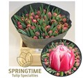 Тюльпан-Tulip-Du Columbus-45cm-44gr 675455c2-90aa-11ed-0a80-08d200028f28