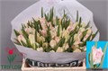 Тюльпан-Tulip-Pa Cabanna-36cm-38gr 675c0191-90aa-11ed-0a80-08d200028f2b
