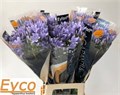 Агапантус-Agapanthus-Eyfori Ligh Blue-70cm 675d3484-2bb8-11ef-0a80-0b87001cebff