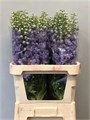 Дельфиниум-Delphinium-Du Dew Impress-120cm 67630c0e-0a0d-11ee-0a80-0c7e0088be72