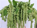 Амарант-Amaranthus-Ca Cycloop-60cm 6771efae-2bb8-11ef-0a80-0b87001cec05