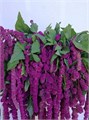 Амарант-Amaranthus-Ca Rosary-60cm 677640ba-2bb8-11ef-0a80-0b87001cec08