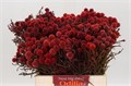 Каапс-Kaaps-Fragarioides-40cm 67782dbe-bfa4-11ec-0a80-0b4c0006eb11