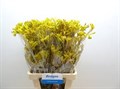 Анигозантус-Anigozanthos-Yellow Gem-50cm 677b54d0-2bb8-11ef-0a80-0b87001cec0b