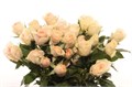 Роза куст-Rosa tr-Rlm Ing Kristi-60cm 67813902-bfa5-11ec-0a80-0b4c0007e332