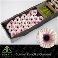 Гербера-Gerbera-Mi Lexus Doos-45cm 6783de92-0a0d-11ee-0a80-0c7e0088be79