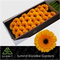 Гербера-Gerbera-Mi Davidson Doos-45cm 6788df45-0a0d-11ee-0a80-0c7e0088be7e