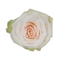 Садовая Роза-Garden Rosa-White OHara-50cm-Af 0b11f0b7-bfa7-11ec-0a80-0b4c00093d2b