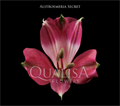 Альстромерия-Alstroemeria-Secret Hot Pink-70cm-QA 679b7d08-bfa3-11ec-0a80-0b4c0005e965