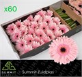Гербера-Gerbera-Gr Monroe Doos-50cm 679dc3d5-0a0d-11ee-0a80-0c7e0088be82