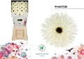 Гербера-Gerbera-Gr Gersp Diamond Phantom-50cm 679e9d72-2bb8-11ef-0a80-0b87001cec0e