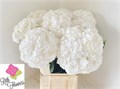 Гортензия-Hydrangea-M Royal Highnes-80cm 67a4299e-0a0d-11ee-0a80-0c7e0088be85