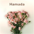 Гвоздика куст-Dianthus Sp-Hamada-FC-vn 67a75857-a018-11ed-0a80-05fa007362c4