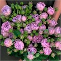 Роза куст-Rosa sp-Lavender Bubbles-/60cm-RS 67ba8351-e911-11ee-0a80-1088001fbbd6