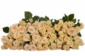 Роза куст-Rosa sp-Axana-50cm-Si 67c18ec4-04f0-11f1-0a80-172b00402705