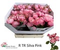 Роза куст-Rosa tr-Silva Pink+-60cm 67d69e2a-bfa5-11ec-0a80-0b4c0007e37e