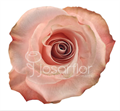 Роза-Rosa-Be Sweet-70cm-AO 67dc9fbd-207b-11f0-0a80-1ab70000130a