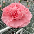 Гвоздика SE-Dianthus SE-Kaori-FC 67e5acb8-6d71-11f0-0a80-18d600138325