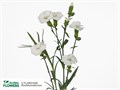 Гвоздика куст-Dianthus sp-Solomio Ken-60cm 67e99976-0a0d-11ee-0a80-0c7e0088be8b
