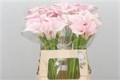 Калла-Zantedechia-Sweet Art-70cm 67ecba5d-2bb8-11ef-0a80-0b87001cec12