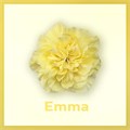 Гвоздика SE-Dianthus SE-Emma-FC-vn 67ee8f1a-a018-11ed-0a80-05fa0073631f