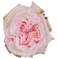 Садовая Роза-Garden Rosa-Pink O´Hara-60cm-Af 0b1d7a39-bfa7-11ec-0a80-0b4c00093d34