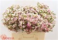 Ваксфлауэр-Chamelacium-Choir Girl-60cm-70gr 6800f0c8-71e8-11f0-0a80-04fe0007fb9c