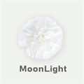 Гвоздика SE-Dianthus SE-Moon Light-FC-vn 680503bc-a018-11ed-0a80-05fa0073633e