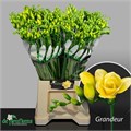 Фрезия-Freesia-Du Grandeur-54cm-29gr 68065a4c-0a0d-11ee-0a80-0c7e0088be91