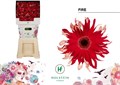 Гербера-Gerbera-Kv Gerpasta Fire Diamond X45-50cm 6811fbea-71e8-11f0-0a80-04fe0007fb9f