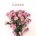 Гвоздика куст SE-Dianthus sp SE-Laura-FC-vn 6814801a-a018-11ed-0a80-05fa0073634d