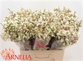 Ваксфлауэр-Chamelacium-Morni Delight-60cm-55gr 683073f7-2bb8-11ef-0a80-0b87001cec1e