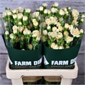 Гвоздика куст-Dianthus tr-Creme Intermezzo-60cm 68346743-2bb8-11ef-0a80-0b87001cec21