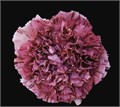 Гвоздика SE-Dianthus SE-Viper Wine-FC-vn 68391135-a018-11ed-0a80-05fa0073637f