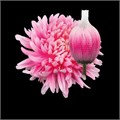 Хризантема одн-Chrysant Gr-Antonov Pastel Pink-70cm 0b21bff2-bfa6-11ec-0a80-0b4c00086d58