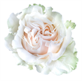 Роза-Rosa-Cotton Expression-60cm-MS 683bd299-207b-11f0-0a80-1ab700001319