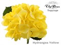 Гортензия-Hydrangea-M Sunny Yellow-60cm 683ee08b-0a0d-11ee-0a80-0c7e0088bea0