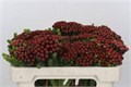 Каапс-Kaaps-Brunia Albiflora-50cm 683f7027-bfa4-11ec-0a80-0b4c0006ebe9