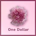 Гвоздика SE-Dianthus SE-One Dollar-FC-vn 683fe5ac-a018-11ed-0a80-05fa00736384