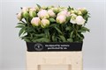 Пион-Paeonia-Pink Snow-60cm 684176f1-2bb8-11ef-0a80-0b87001cec29