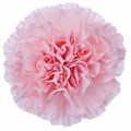 Гвоздика SE-Dianthus SE-Nahema-FC-vn 684602b8-a018-11ed-0a80-05fa0073638e