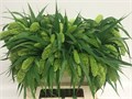 Сетария-Setaria-It Voll Melk-70cm 0b358ad8-bfa5-11ec-0a80-0b4c00078bc6