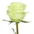 Роза-Rosa-Lemonade-60cm-MS 684b1bbc-207b-11f0-0a80-1ab700001322