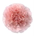 Гвоздика SE-Dianthus SE-Doncel-FC-vn 684ba351-a018-11ed-0a80-05fa00736398