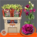 Лизиантус G-Lisianthus G-Arosa Red--70cm 6852c970-d0e6-11ee-0a80-06b1000123b6